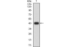 Western blot analysis using TNFRSF10B mAb against human TNFRSF10B (AA: extra 56-210) recombinant protein.