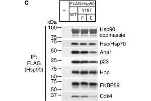 Assembly of complexes of Cdc37 and Hsp90 phosphomimetic variants with clients and cochaperones. (FKBP4 抗体)