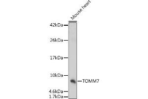 Western blot analysis of extracts of Mouse heart, using TOMM7 antibody (ABIN7270933) at 1:1000 dilution. (TOMM7 抗体  (AA 1-55))
