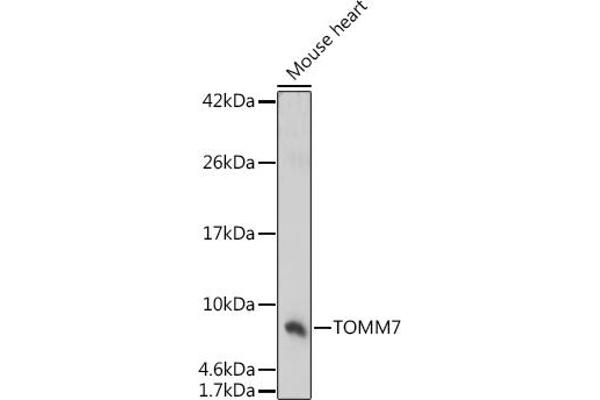 TOMM7 抗体  (AA 1-55)