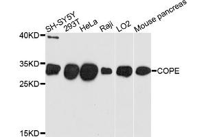 Western blot analysis of extracts of various cell lines, using COPE antibody (ABIN4903347) at 1:1000 dilution. (COPE 抗体)
