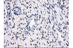 Immunohistochemical staining of paraffin-embedded colon tissue using anti-BTN3A2 mouse monoclonal antibody. (BTN3A2 抗体)