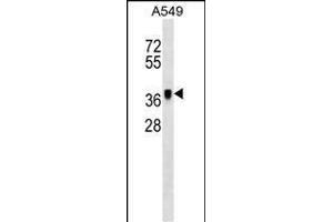 MET Antibody (ABIN1539798 and ABIN2843775) western blot analysis in A549 cell line lysates (35 μg/lane). (METAP1 抗体)