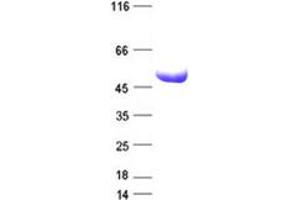 Validation with Western Blot