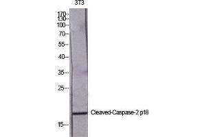 Western Blot (WB) analysis of specific cells using Cleaved-Caspase-2 p18 (G170) Polyclonal Antibody. (Caspase 2 p18 抗体  (cleaved, Gly170))