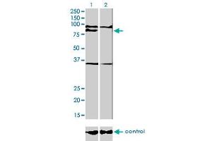 Western blot analysis of PRDM1 over-expressed 293 cell line, cotransfected with PRDM1 Validated Chimera RNAi (Lane 2) or non-transfected control (Lane 1). (PRDM1 抗体  (AA 1-109))