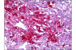 Immunohistochemistry (IHC) image for anti-Neuropeptide Y (NPY) antibody (ABIN953679) (NPY 抗体)