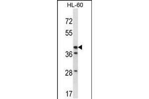 Western blot analysis in HL-60 cell line lysates (35ug/lane). (HSD3B1 抗体  (N-Term))