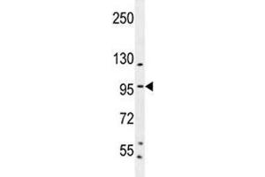 SP1 antibody western blot analysis in K562 lysate. (SP1 抗体  (AA 677-707))