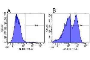 Flow-cytometry using anti-CD29 antibody K20   Human leukocytes were stained with an isotype control (panel A) or the rabbit-chimeric version of K20 ( panel B) at a concentration of 1 µg/ml for 30 mins at RT. (Recombinant ITGB1 抗体)