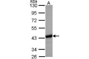 WB Image Sample (30 ug of whole cell lysate) A: Hep G2 , 10% SDS PAGE NANS antibody antibody diluted at 1:1000