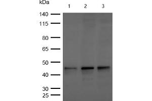 All lanes : Phospho-GSK3 beta (S9) Rabbit mAb at 1/1k dilution Lane 1 : Hela whole cell lysates Lane 2 : 293T whole cell lysates Lane 3 : MCF7 whole cell lysates Lysates/proteins at 20 μg per lane. (Recombinant GSK3 beta 抗体  (pSer9))