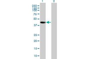 Western Blot analysis of BCAT2 expression in transfected 293T cell line by BCAT2 MaxPab polyclonal antibody. (BCAT2 抗体  (AA 1-392))