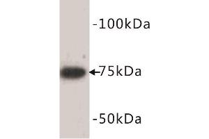 Western Blotting (WB) image for anti-Bone Morphogenetic Protein 2 (BMP2) antibody (ABIN1854839) (BMP2 抗体)