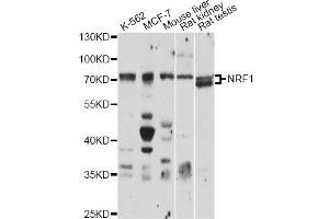Western blot analysis of extracts of various cell lines, using NRF1 antibody (ABIN1876727) at 1:1000 dilution. (NRF1 抗体)