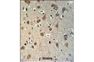 YMEL1 Antibody (N-term) (ABIN651076 and ABIN2840062) IHC analysis in formalin fixed and paraffin embedded brain tissue followed by peroxidase conjugation of the secondary antibody and DAB staining. (YME1L1 抗体  (N-Term))