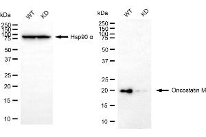 Western blotting analysis using oncostatin M antibody (ABIN7799703). (Recombinant Oncostatin M 抗体)