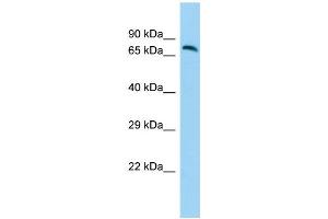 Host: Rabbit Target Name: GPR111 Sample Type: Fetal Brain lysates Antibody Dilution: 1. (GP111 抗体  (N-Term))