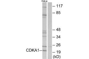 Western Blotting (WB) image for anti-Cyclin-Dependent Kinase 2 Associated Protein 1 (CDK2AP1) (Internal Region) antibody (ABIN1848930) (CDK2AP1 抗体  (Internal Region))
