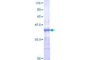 TCF7 Protein (AA 287-384) (GST tag)