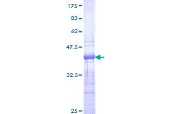 TCF7 Protein (AA 287-384) (GST tag)