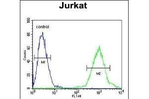 ACTB Antibody  flow cytometric analysis of Jurkat cells (right histogram) compared to a negative control cell (left histogram). (beta Actin 抗体)