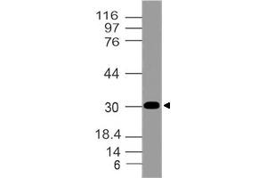 Image no. 1 for anti-Aminoacyl tRNA Synthetase Complex-Interacting Multifunctional Protein 2 (AIMP2) (AA 100-310) antibody (ABIN5027012) (AIMP2 抗体  (AA 100-310))