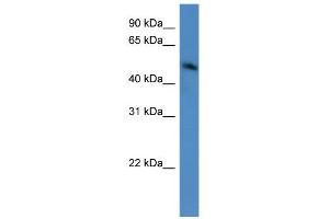 WB Suggested Anti-ZNF773 Antibody Titration:  0. (ZNF773 抗体  (C-Term))