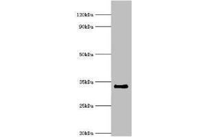Western blot All lanes: Cell cycle checkpoint protein RAD1 antibody at 6 μg/mL + NIH/3T3 whole cell lysate Secondary Goat polyclonal to rabbit IgG at 1/10000 dilution Predicted band size: 32, 28, 8 kDa Observed band size: 32 kDa (RAD1 抗体  (AA 1-282))