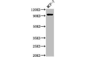 Western Blot Positive WB detected in: MCF-7 whole cell lysate All lanes: NCAM2 antibody at 2. (NCAM2 抗体  (AA 209-333))