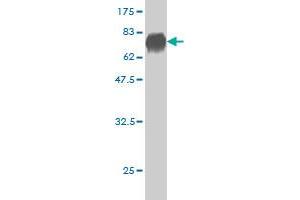 Western Blotting (WB) image for anti-Dual Specificity Phosphatase 6 (DUSP6) (AA 1-381) antibody (ABIN560670)