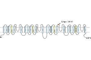 Representative domain view of the target of ABIN7885413.