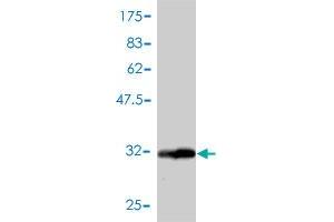 Western Blot detection against Immunogen (33.