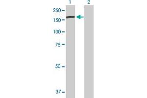 Western Blot analysis of DENND5A expression in transfected 293T cell line by DENND5A MaxPab polyclonal antibody. (DENND5A 抗体  (AA 1-1287))
