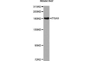 Western blot analysis of extracts of mouse liver, using ITGA9 antibody (ABIN2737002) at 1:1000 dilution. (ITGA9 抗体)