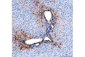 IHC analysis of CD31/Pecam1 using anti-CD31/Pecam1 antibody (ABIN7601662). (CD31 抗体  (AA 41-258))