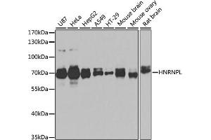 Western blot analysis of extracts of various cell lines, using HNRNPL antibody (ABIN6128048, ABIN6141915, ABIN6141917 and ABIN6216076) at 1:1000 dilution. (HNRNPL 抗体  (AA 282-589))