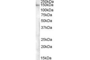 Western Blotting (WB) image for anti-Extended Synaptotagmin-Like Protein 1 (ESYT1) (AA 1038-1050) antibody (ABIN1496032) (ESYT1 抗体  (AA 1038-1050))