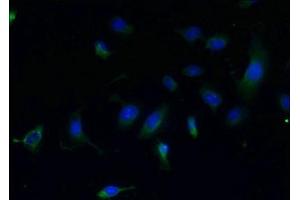 Immunofluorescent analysis of U251 cells using ABIN7147772 at dilution of 1:100 and Alexa Fluor 488-congugated AffiniPure Goat Anti-Rabbit IgG(H+L) (CCDC108 抗体  (AA 2-164))
