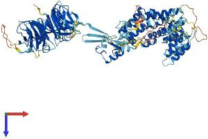 AlphaFold protein structure predicition of Human Recombinant MIOS Protein, UniprotID Q9NXC5