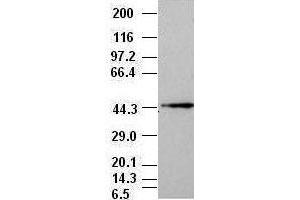 JNK1 antibody (1C2) at 1:1000 + NIH/3T3 cell lysate (JNK 抗体  (AA 1-384))