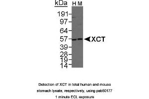 Image no. 1 for anti-Solute Carrier Family 7, (Cationic Amino Acid Transporter, Y+ System) Member 11 (SLC7A11) (AA 1-50), (N-Term) antibody (ABIN363486) (SLC7A11 抗体  (N-Term))