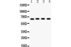 Anti- NF-kB p65 Picoband antibody, Western blottingAll lanes: Anti NF-kB p65  at 0.