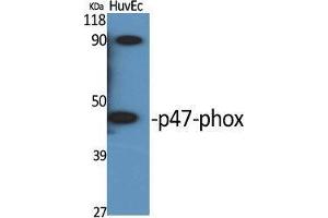 Western Blot (WB) analysis of specific cells using p47-phox Polyclonal Antibody. (NCF1 抗体  (Tyr905))