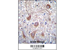 PTCHD1 Antibody immunohistochemistry analysis in formalin fixed and paraffin embedded human brain tissue followed by peroxidase conjugation of the secondary antibody and DAB staining. (PTCHD1 抗体  (AA 611-639))