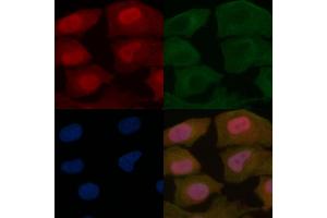 PAX3 Mouse Monoclonal Antibody staining Hela cells by IF/ICC. (Paired Box 3 抗体  (Internal Region))