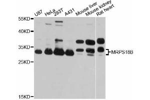 Western blot analysis of extracts of various cell lines, using MRPS18B antibody. (MRPS18B 抗体)