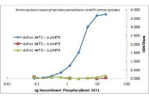 ELISA of Mouse Monoclonal anti-AKT1 antibody. (AKT1 抗体  (Internal Region))