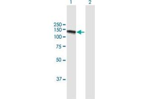 Western Blot analysis of GOLGA2 expression in transfected 293T cell line by GOLGA2 MaxPab polyclonal antibody. (Golgin A2 (GOLGA2) (AA 1-990) 抗体)