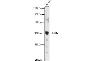 Western blot analysis of extracts of A-549 cells, using CCR7 antibody (ABIN7266310) at 1:1000 dilution. (CCR7 抗体  (AA 1-100))